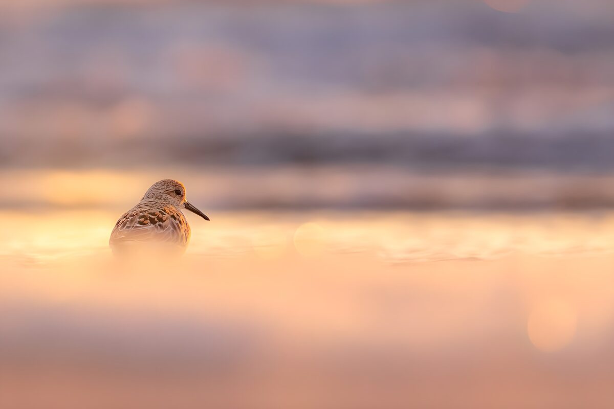Zonsopgang met een zandpikker