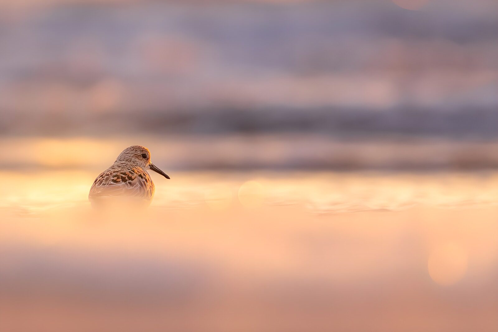 CW1140025: Zonsopgang met een zandpikker