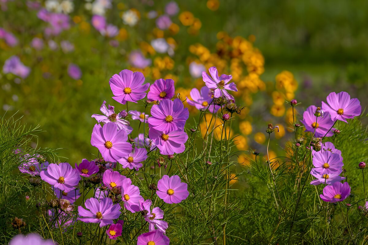 Kleurige Bloemenpracht in de Natuur
