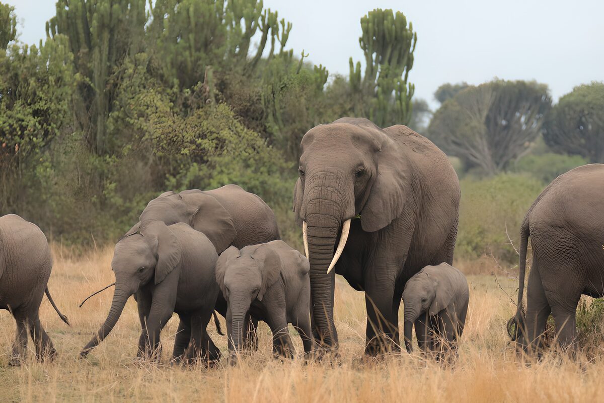 Olifantenfamilie in het wild