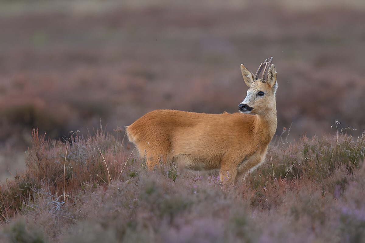 Roebuck in bloeiende hei