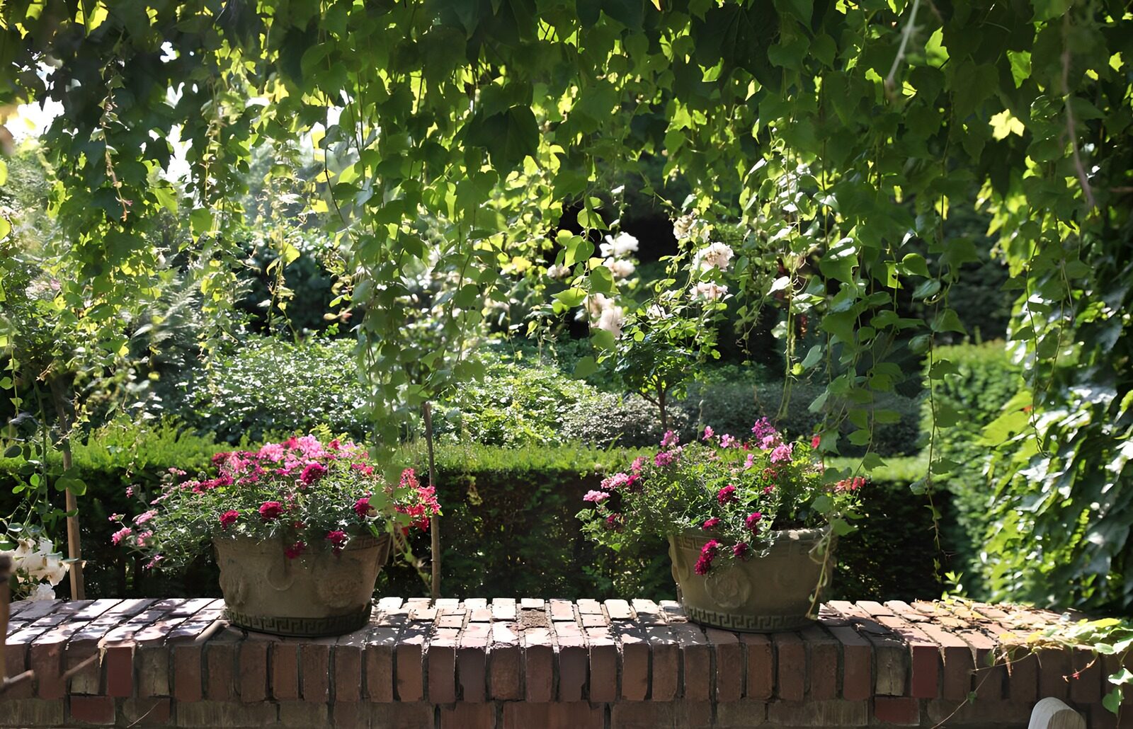 CW6481017: Bloeiende Planten in een Groene Tuin