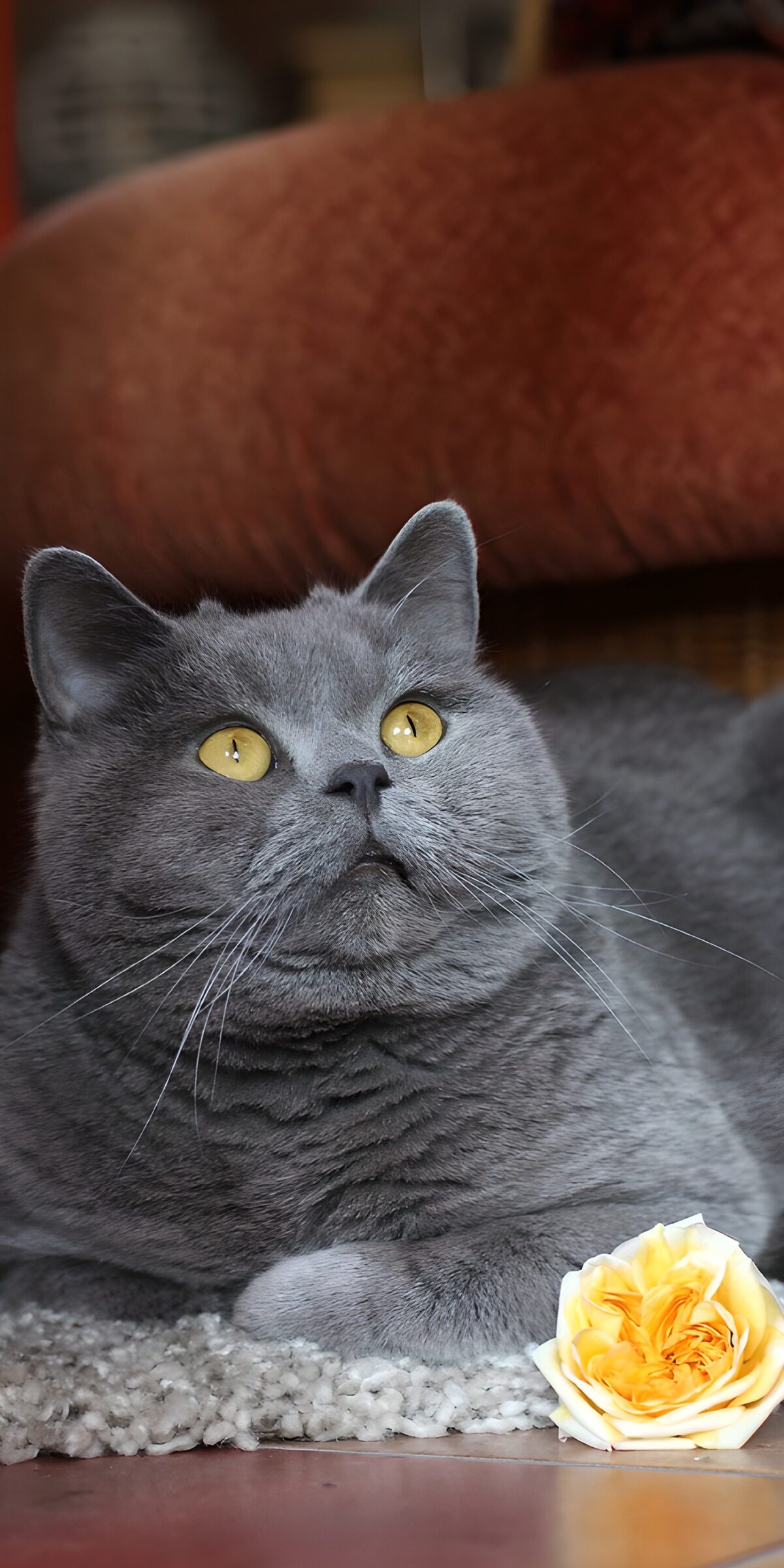 CW6779314: Grijze kat met gele ogen en roos