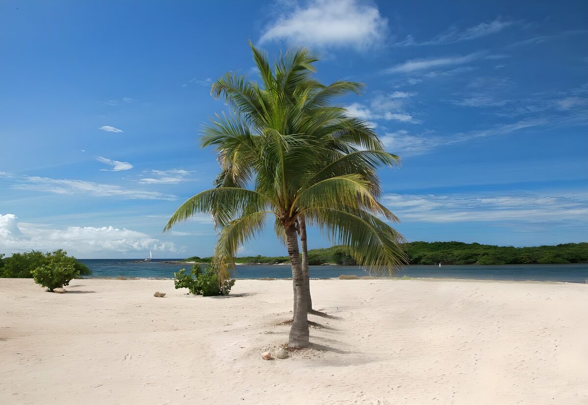 Tropisch strand met palmboom