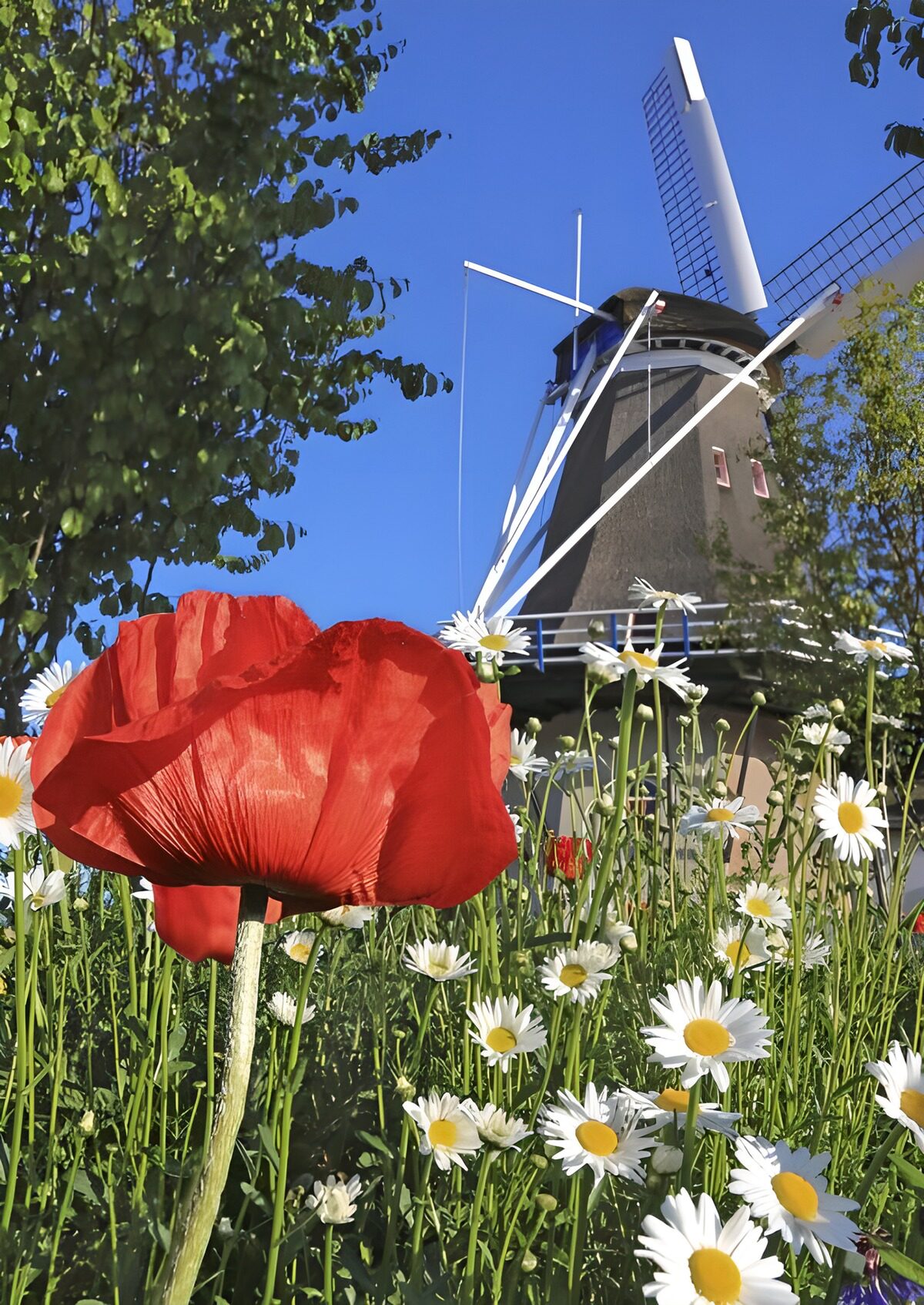 CW7231252: Molen en bloemen in volle bloei