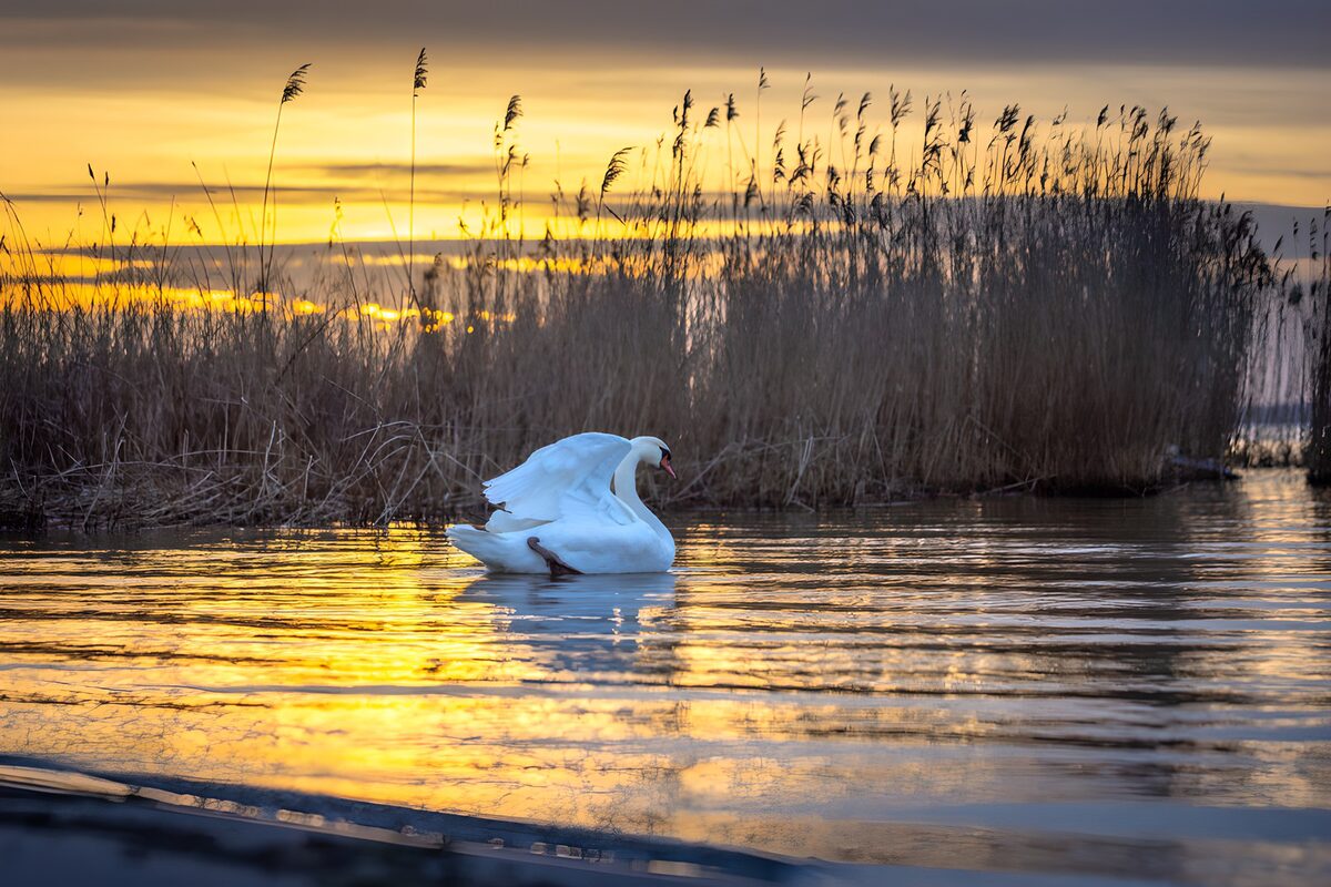 Elegante zwaan bij zonsondergang