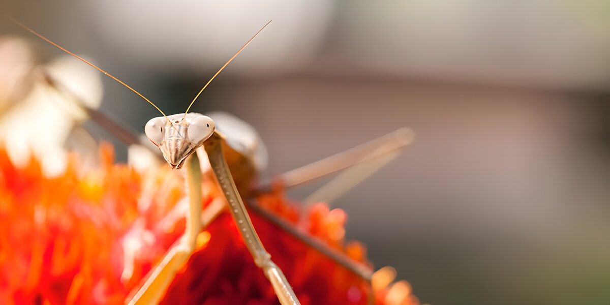 Vrouwelijke bidsprinkhaan op een bloem