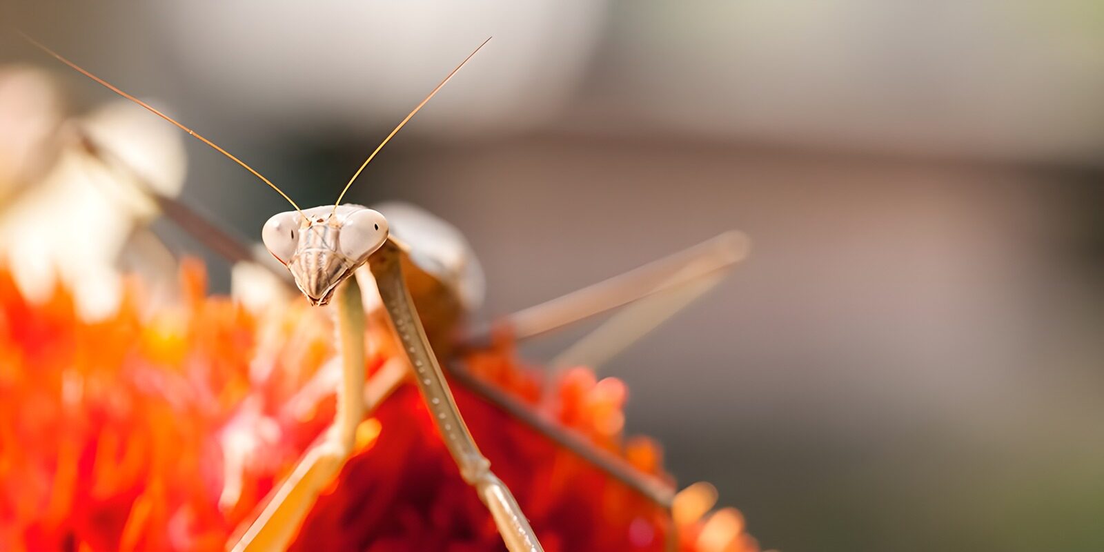 CW6639539: Vrouwelijke bidsprinkhaan op een bloem