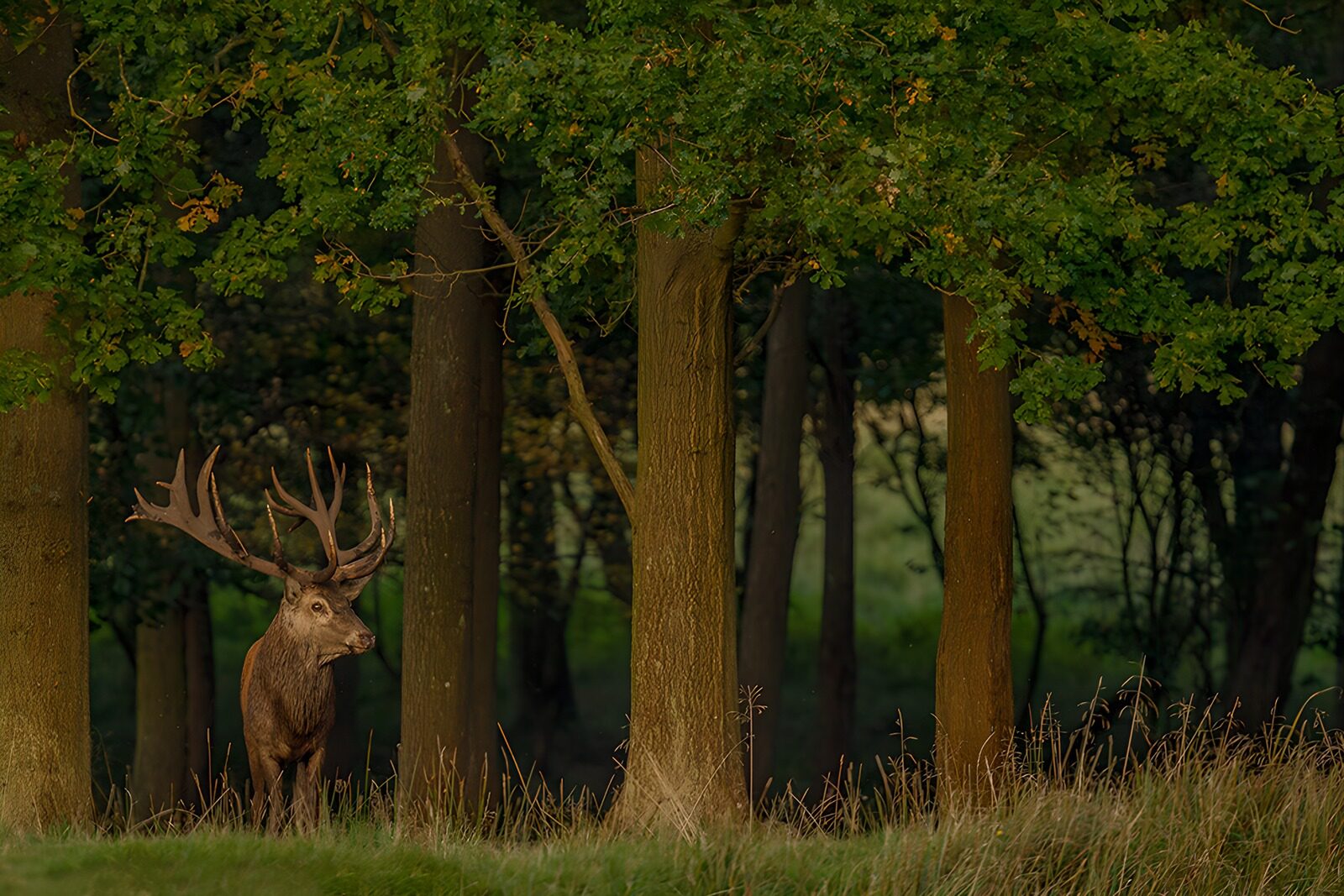CW7527679: Trots hert in het bos