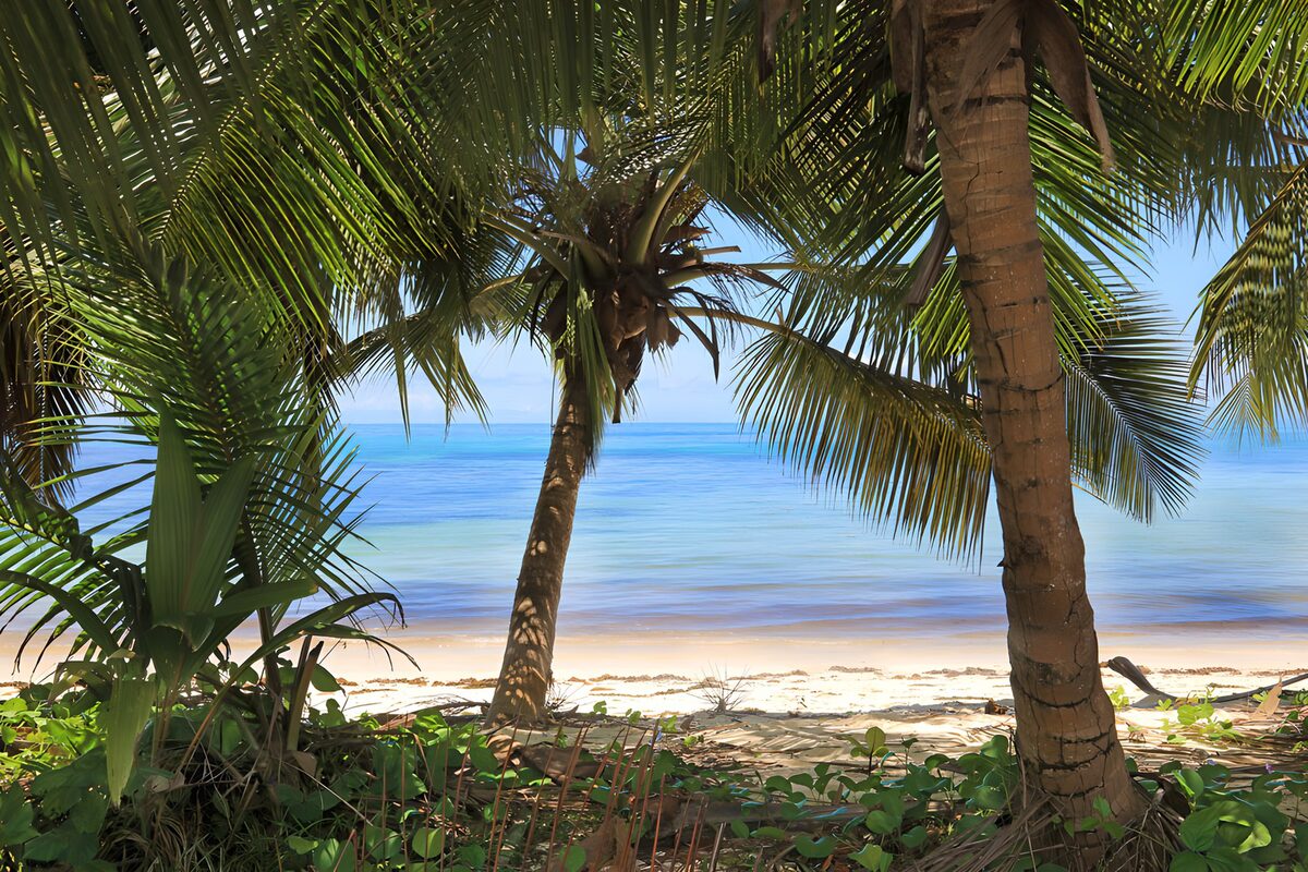 Paradijselijke kust met palmbomen