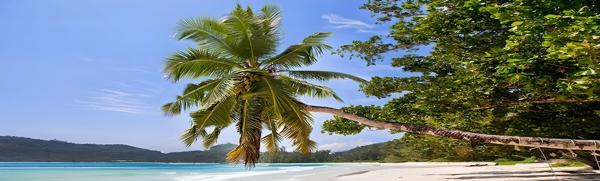 CW5349075: Tropisch strand met palmboom