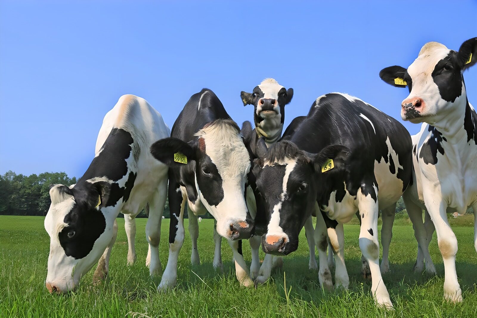 CW4032254: Groep Zwarte en Witte Koeien op het Veld