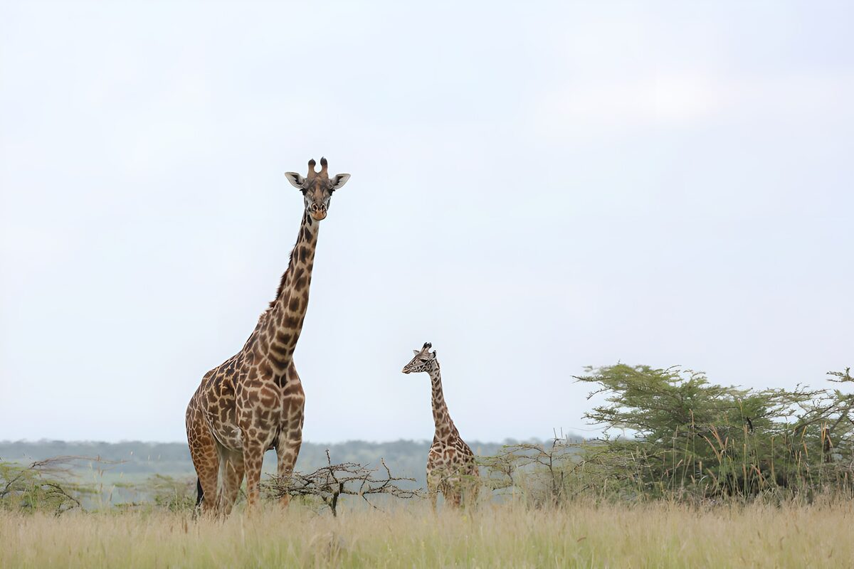 Moeder en jong: Giraffen in de natuur