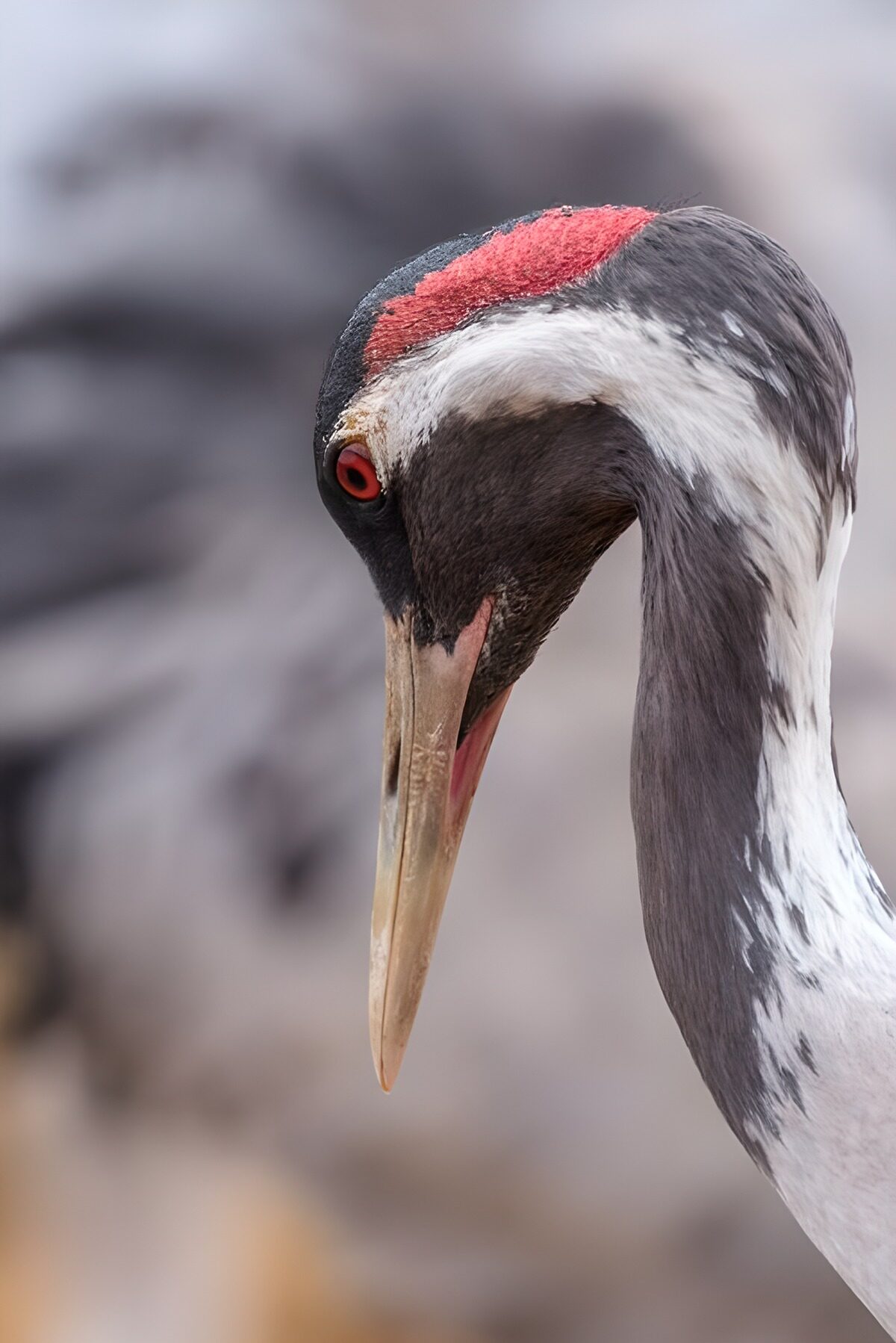 Elegant portret van een kraanvogel