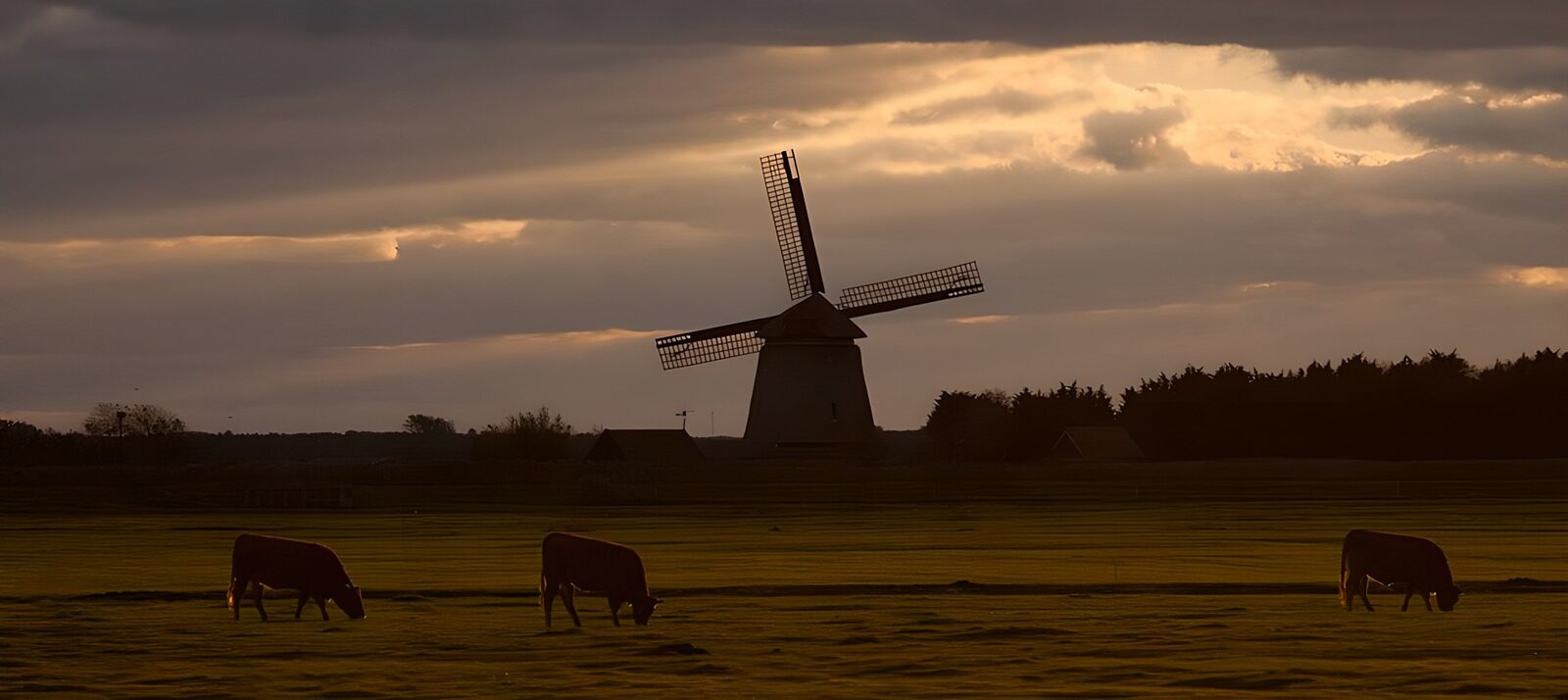 CW4506428: Zonsopgang boven de molen en koeien