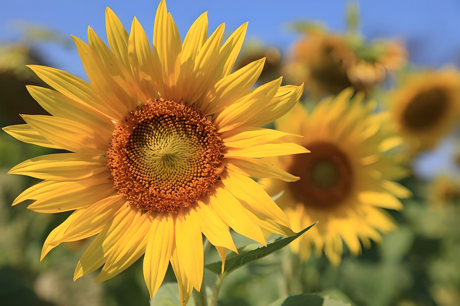 CW4254983: Stralende Zonnebloem in de Zomer