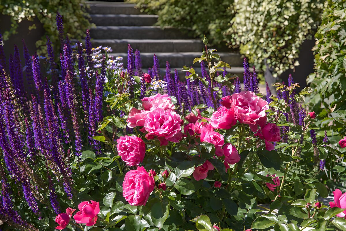 Kleurrijke Rozen en Paars Bloeiende Planten