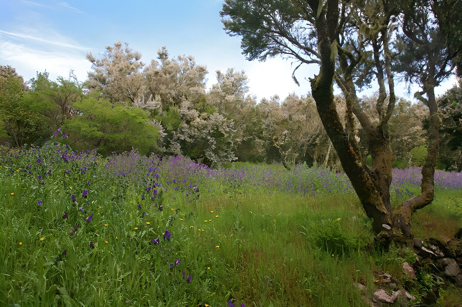 CW5799502: Prachtige bloemenweide in het bos