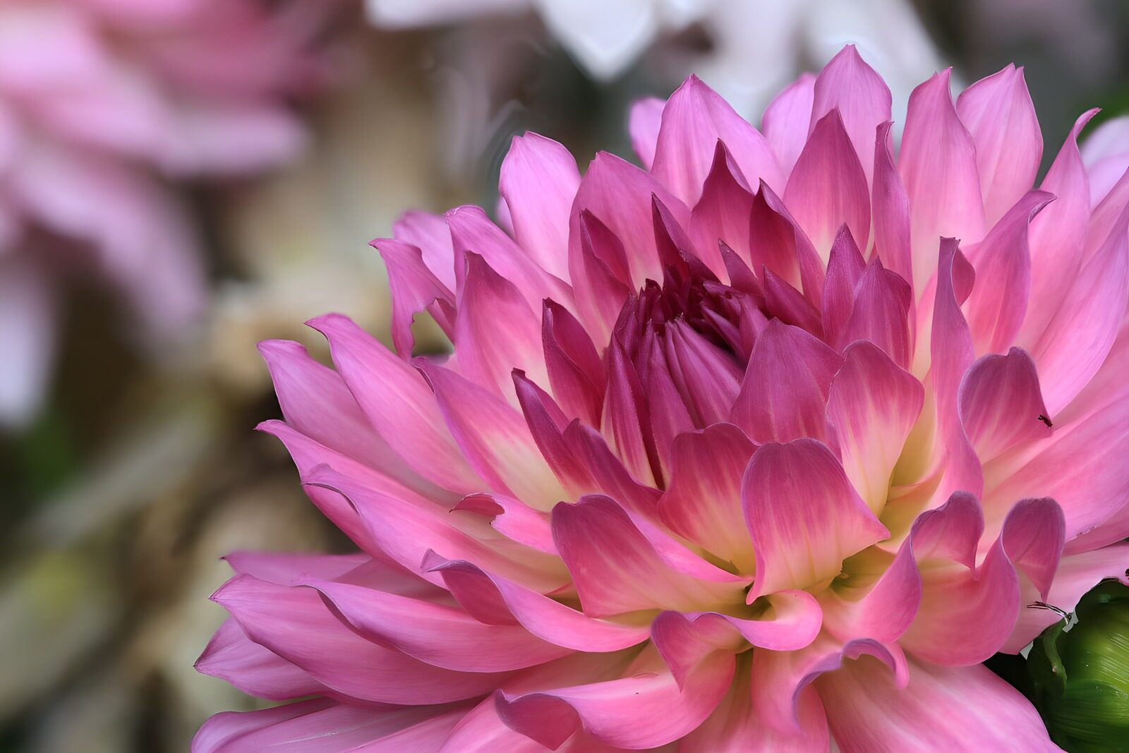 CW2216246: Prachtige roze dahlia in bloei