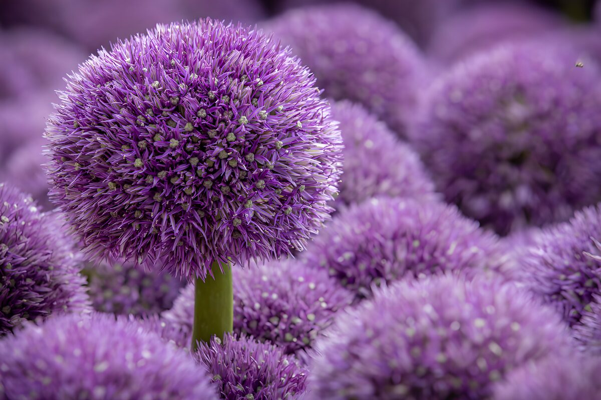 Prachtige paarse bolbloemen