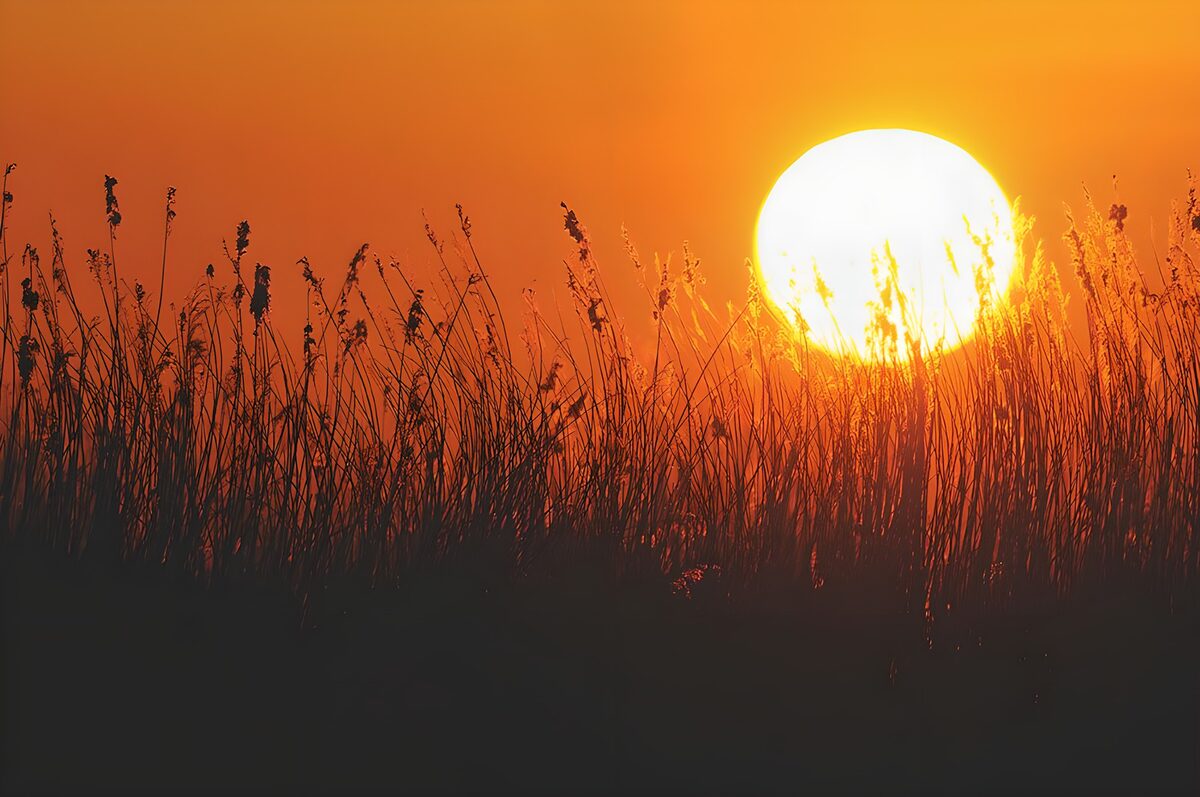 Zonsopgang boven de grasvelden