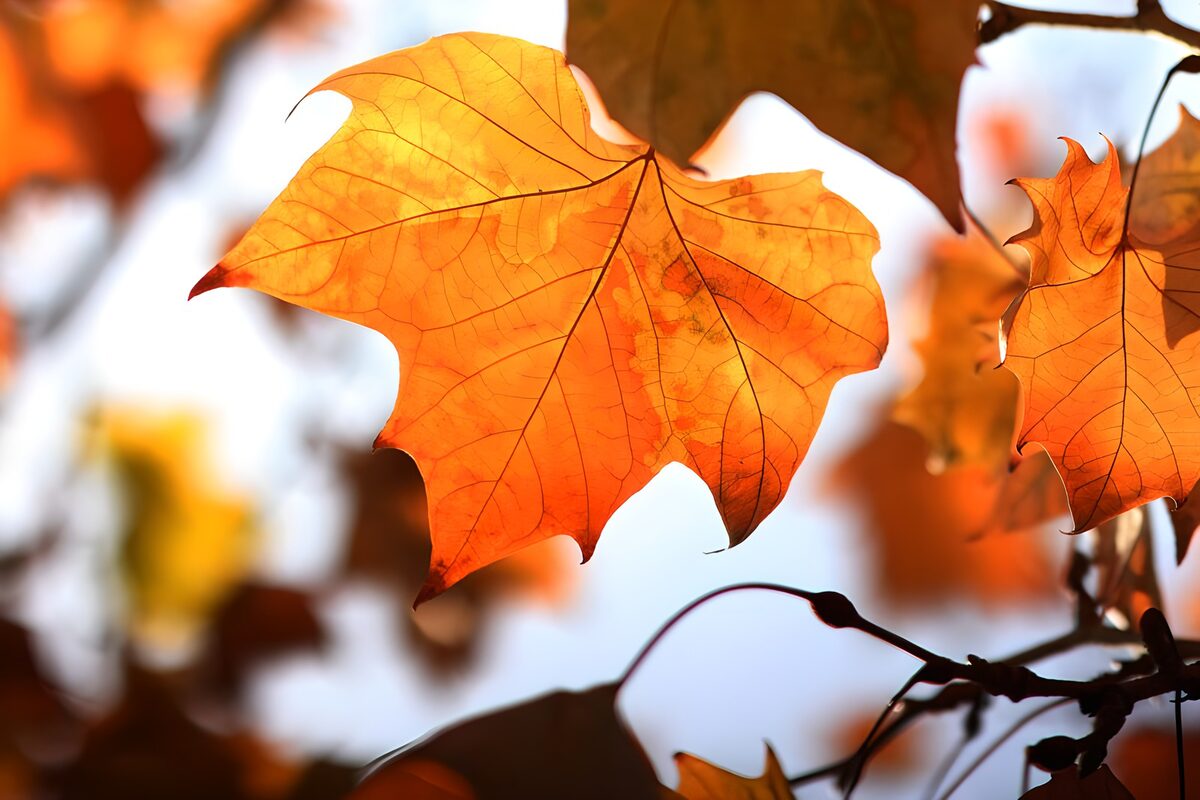 Stralende oranje herfstbladeren