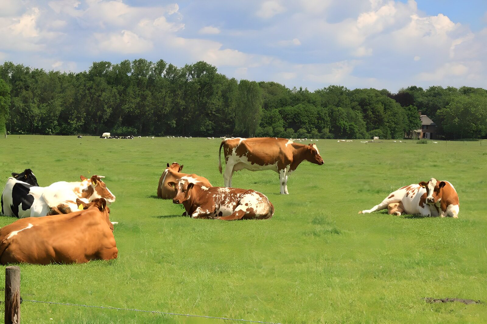 CW7432392: Rustige koeien in het groene veld