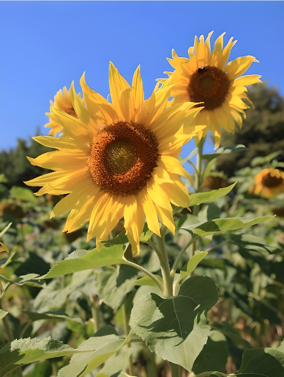 Stralende Zonnebloemen in de Zomer