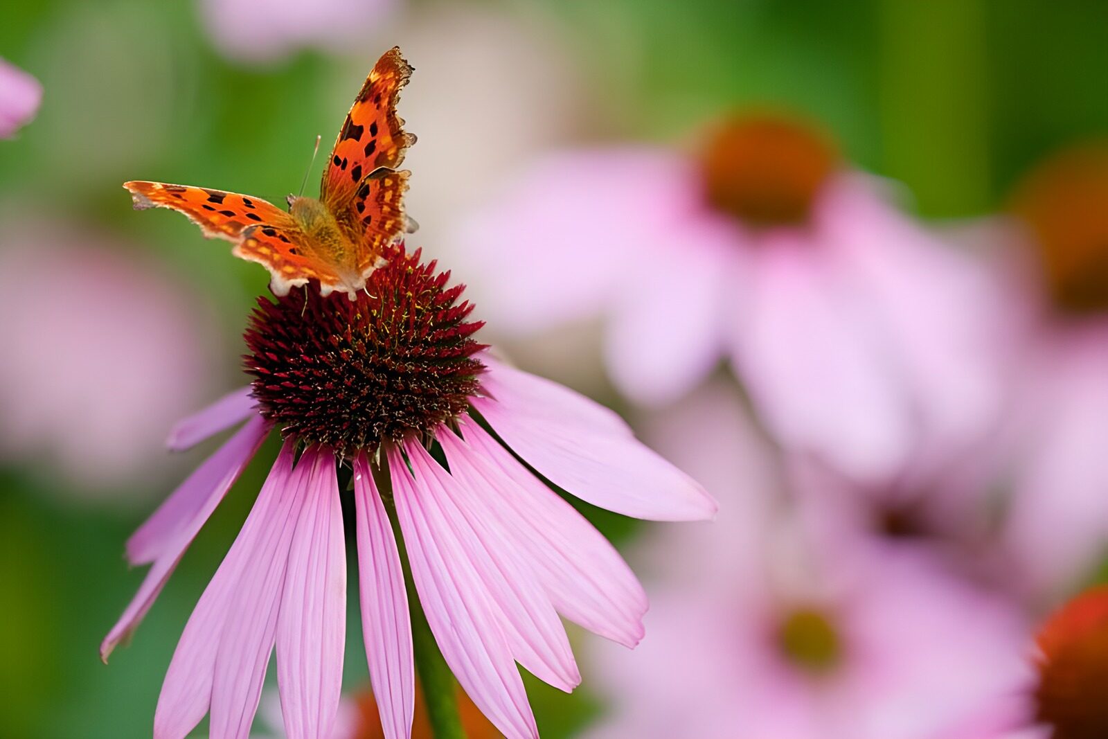 CW4353550: Vlinder op een Echinacea-bloem
