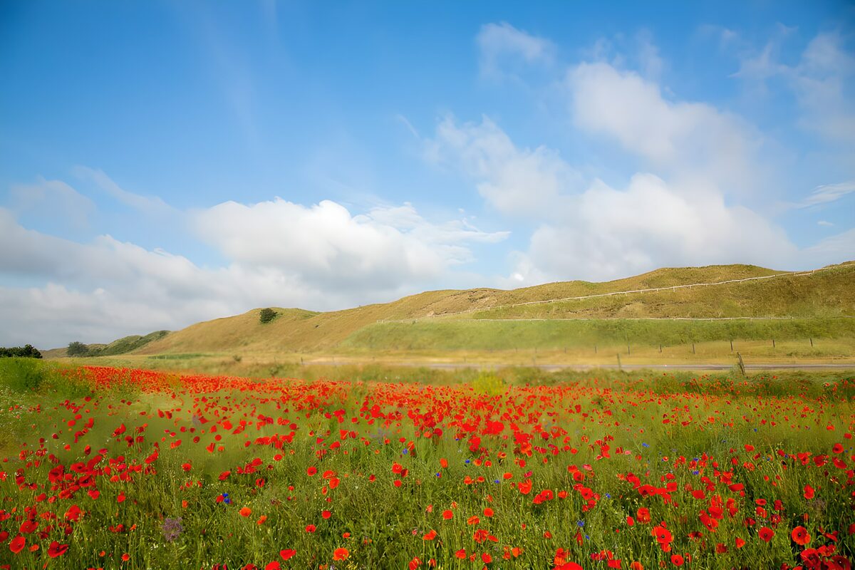 Poppens veld onder een blauwe lucht