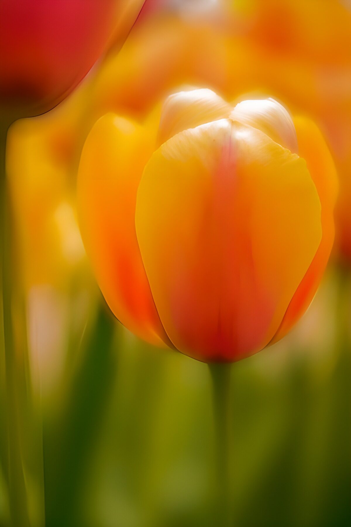 Kleurrijke tulpen in zachte gloed