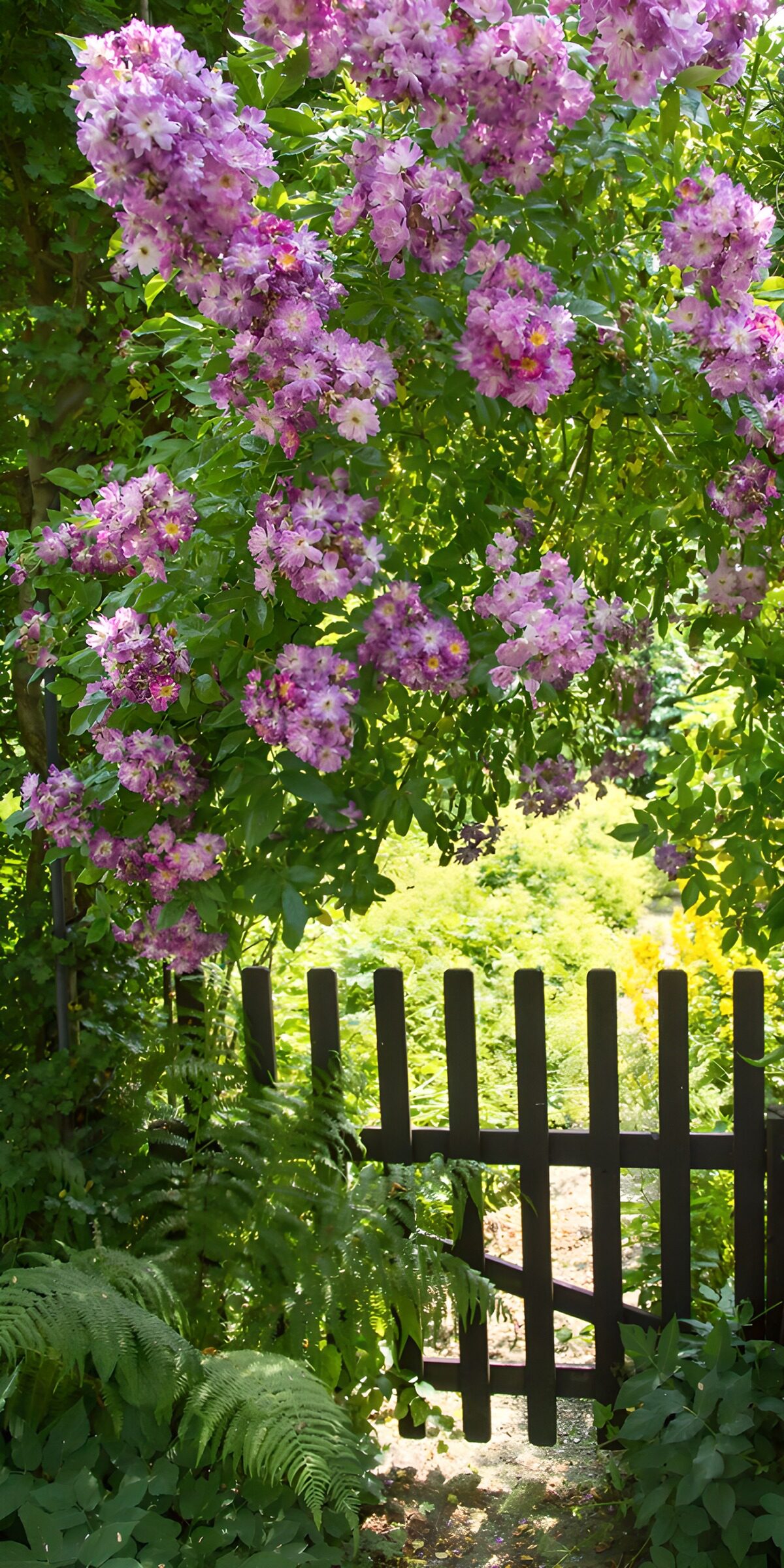 CW4236362: Bloemige toegang tot de tuin