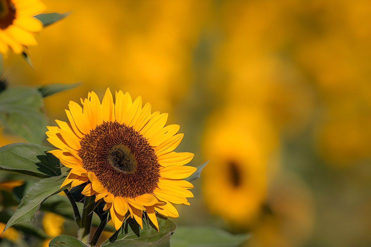 CW9730552: Stralende Zonnebloem in Volle Bloei