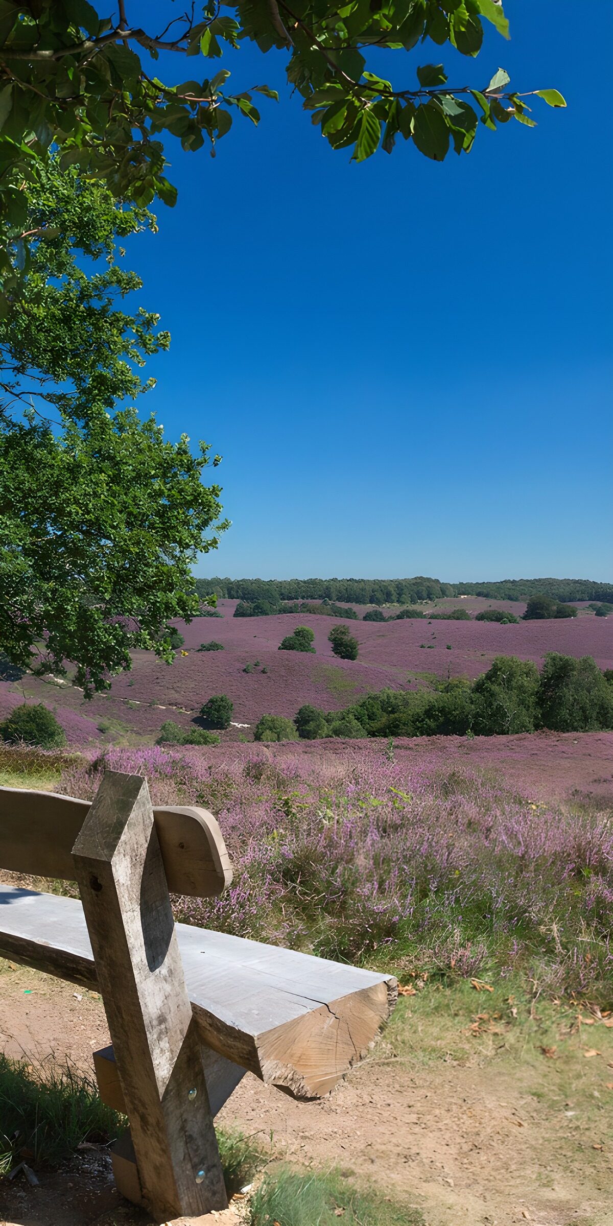 CW8705774: Prachtig uitzicht op paarse heide