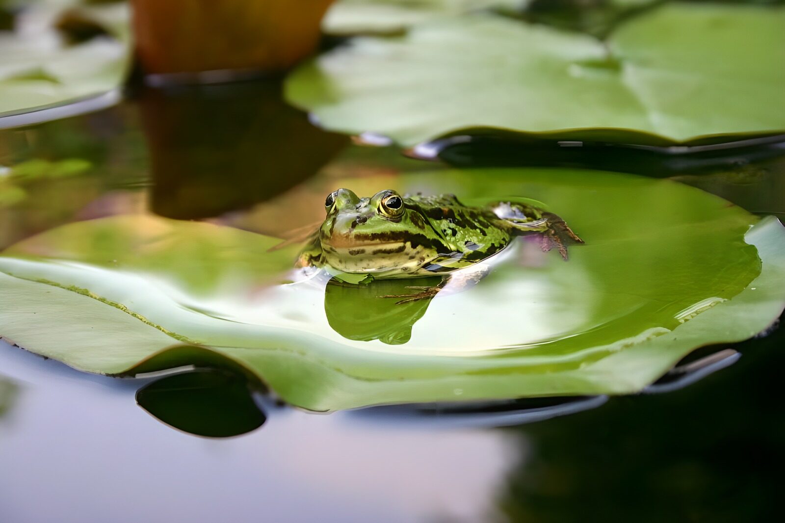 CW9638458: Groene kikker op een lelieblad