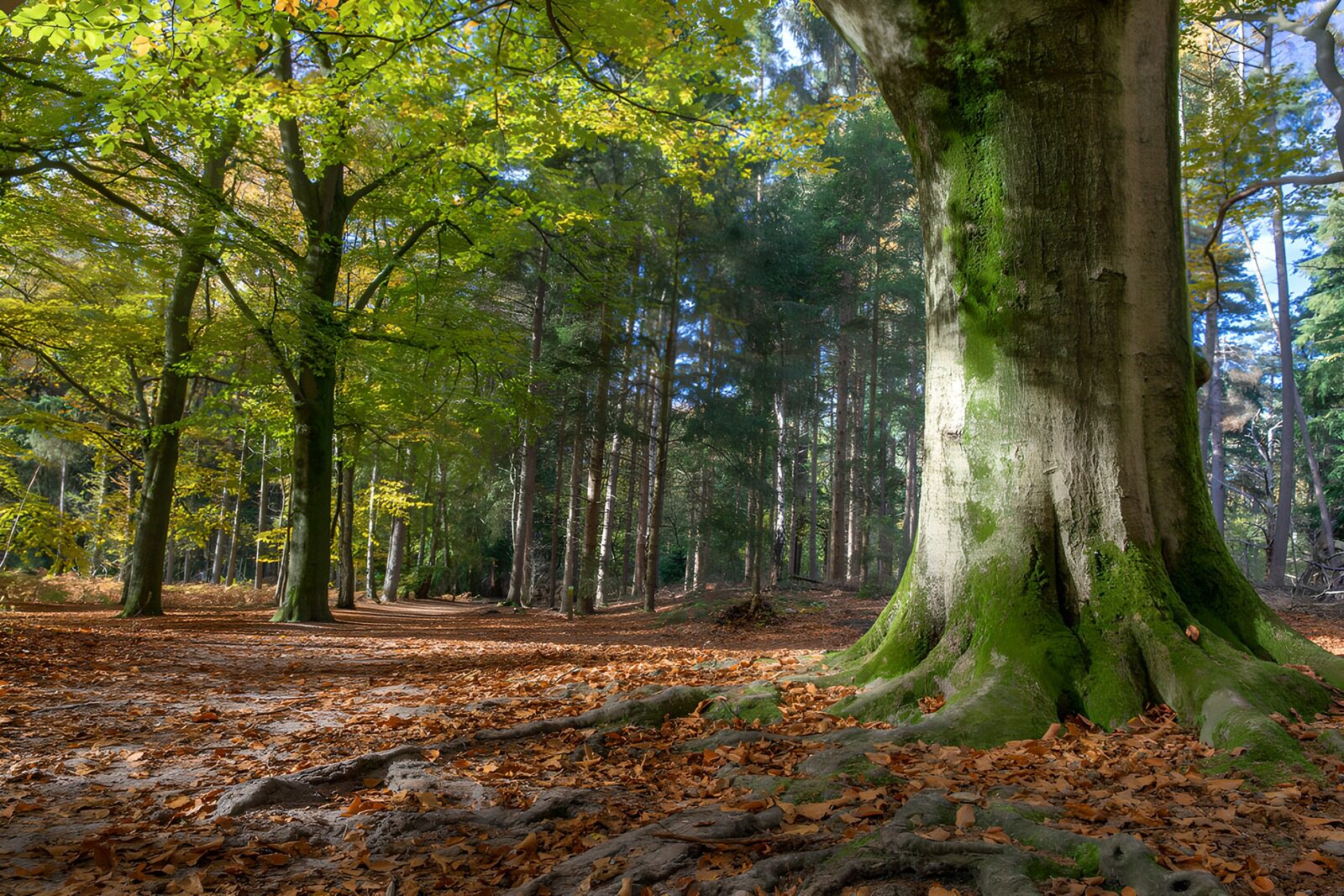 CW2951944: Prachtige herfstwandeling in het bos