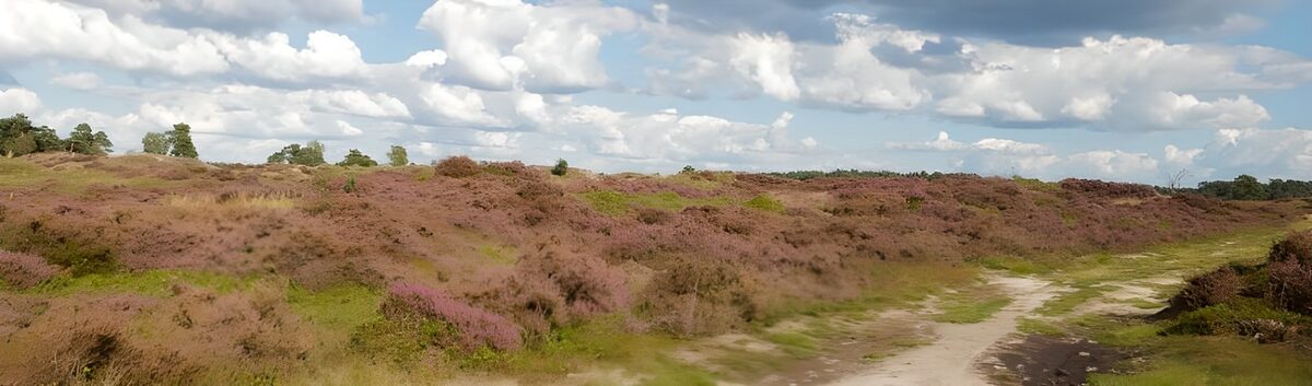 Prachtige heidevelden onder een blauwe lucht