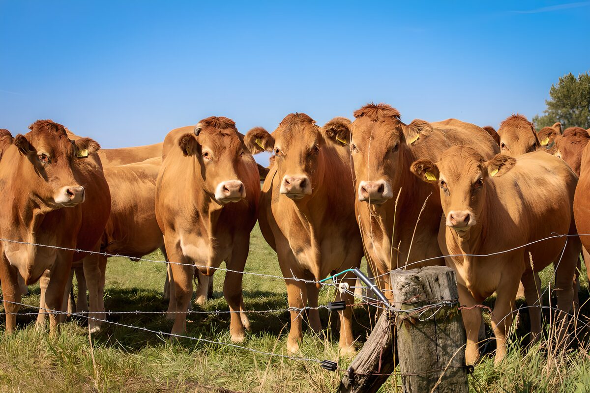 Groep bruine koeien in de wei