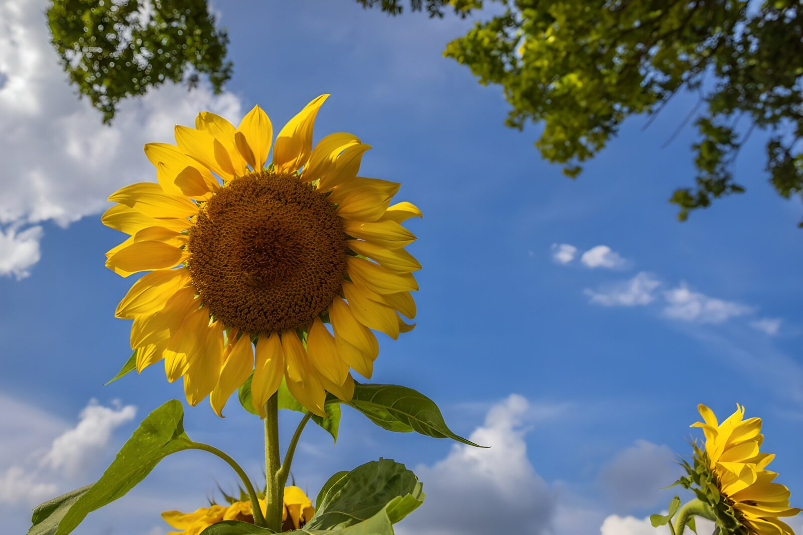 CW8095052: Zonbloem onder een blauwe lucht