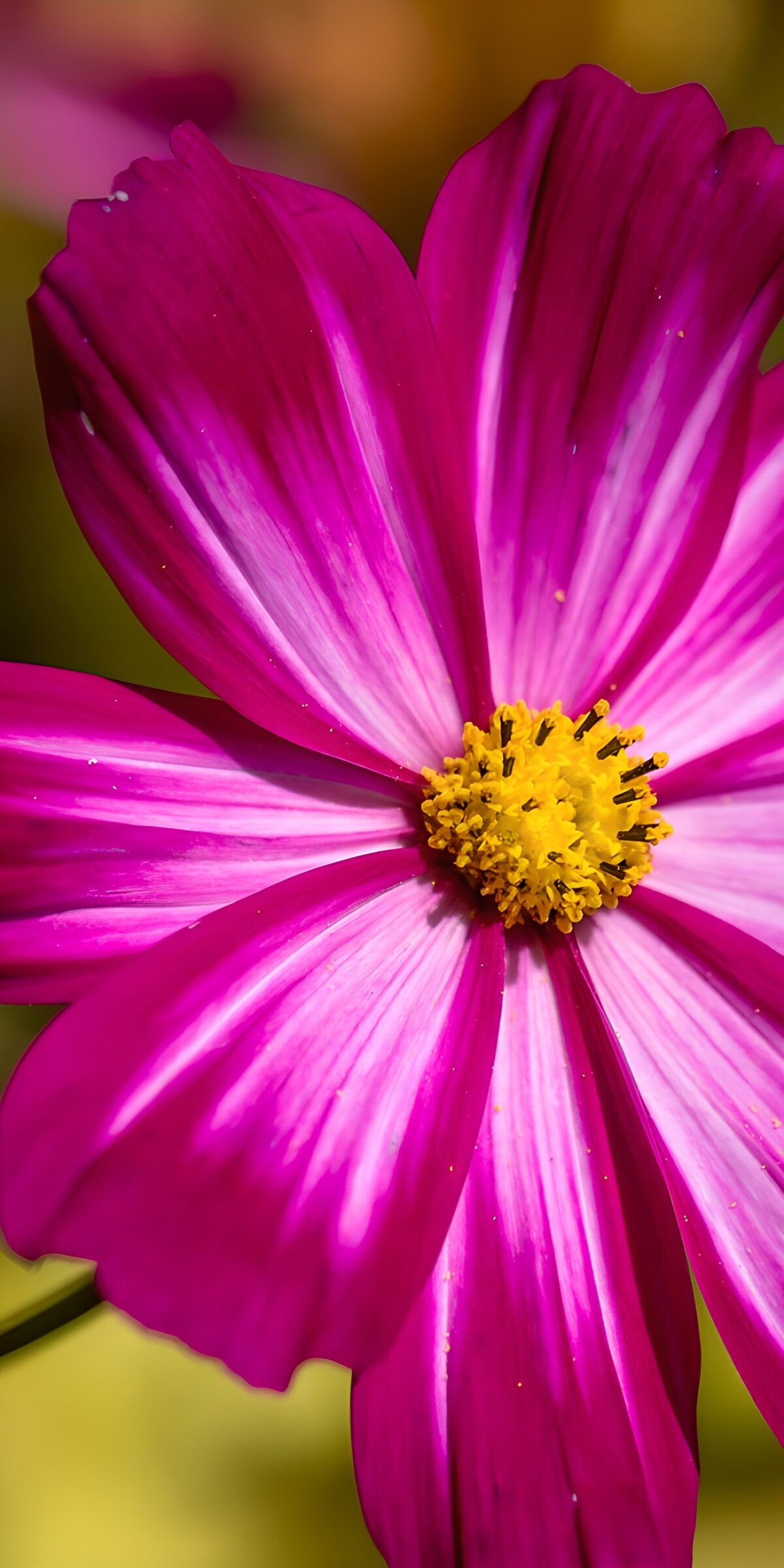CW9152251: Prachtige paarse bloem in detail