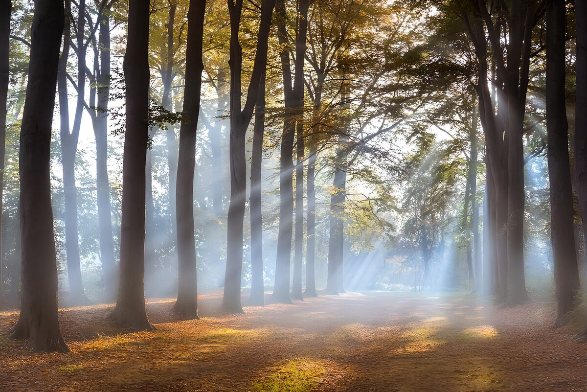 Mystieke ochtend in het bos