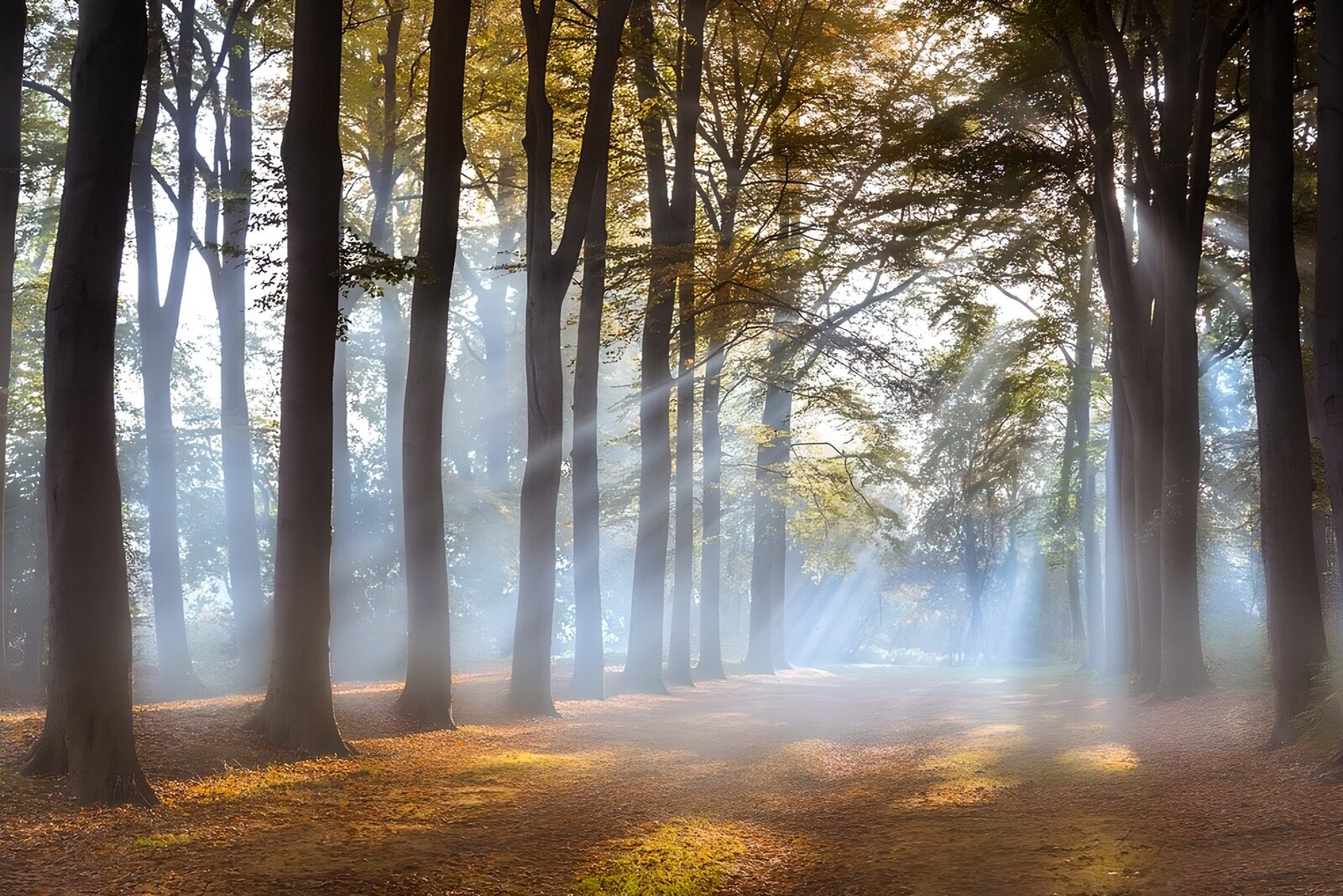 CW7076644: Mystieke ochtend in het bos
