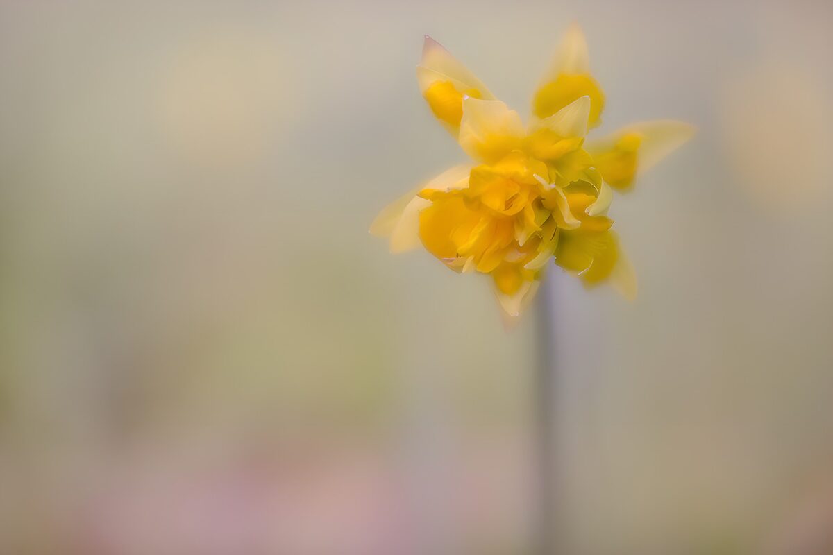 Geel bloeiende narcis in zachte achtergrond