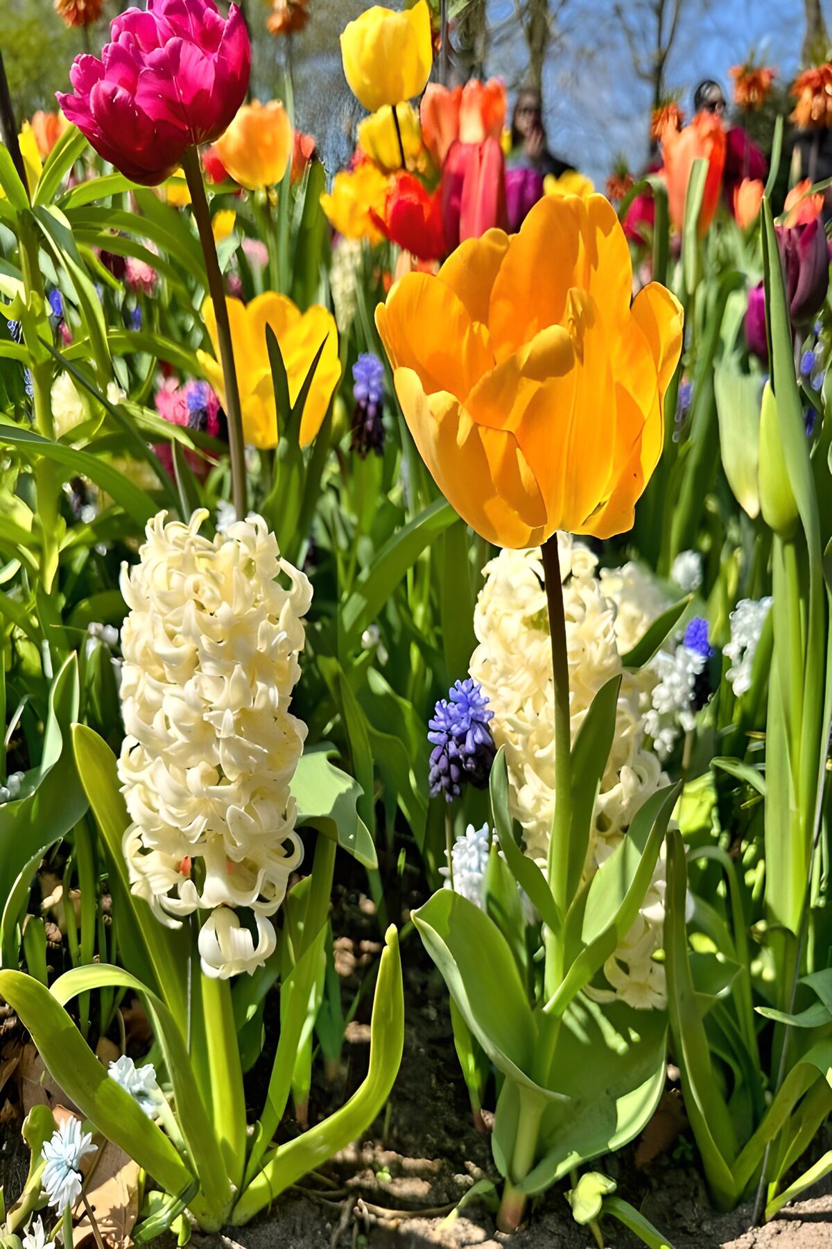 Kleurrijke Lente in de Bloementuin