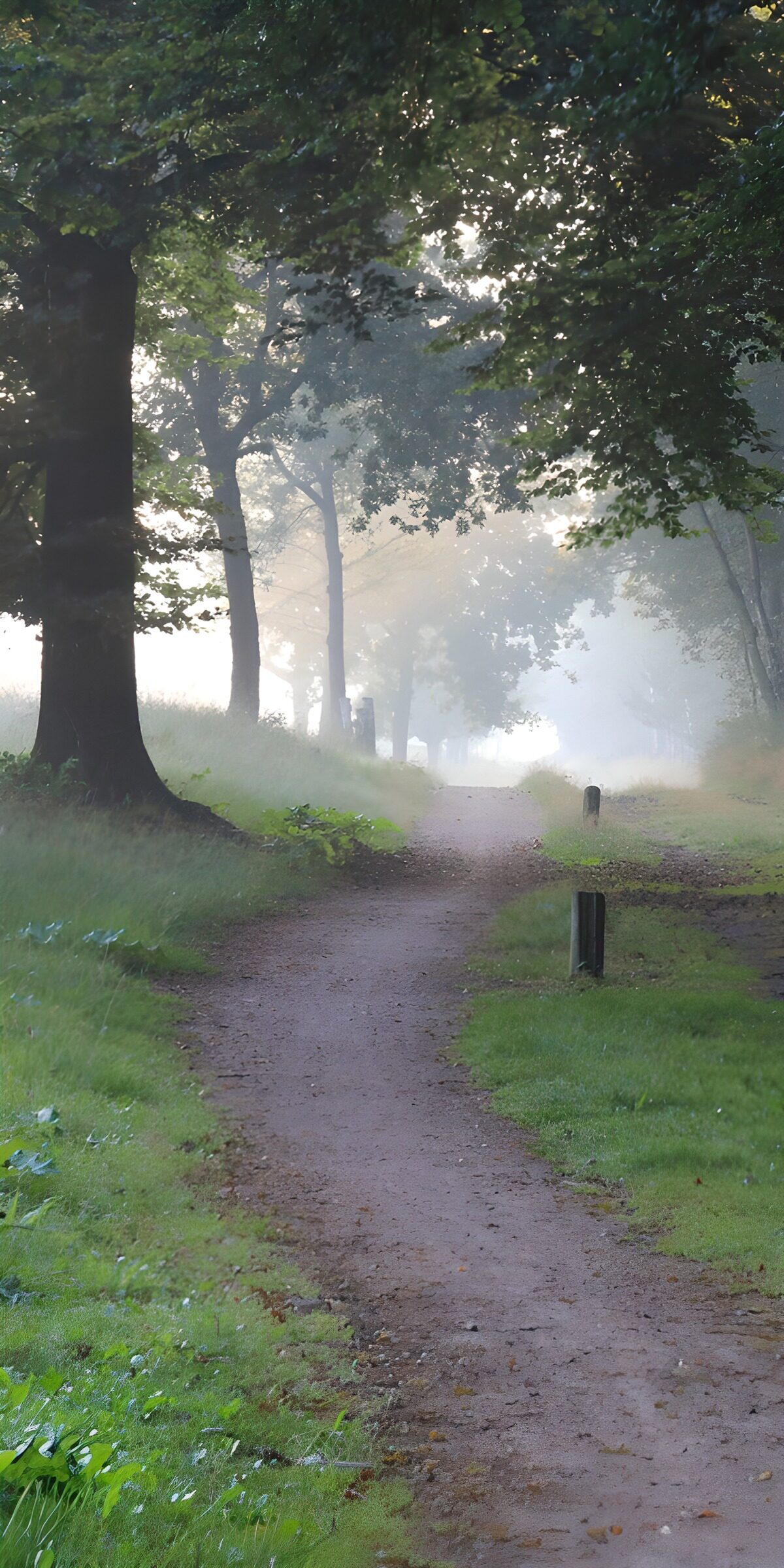 CW5640973: Mistige Wandeling door het Bos