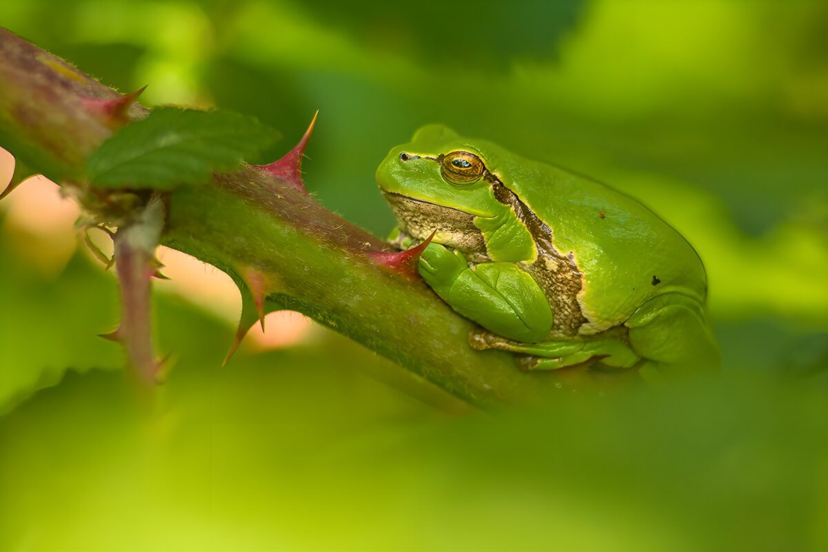 Groene kikker tussen het loof