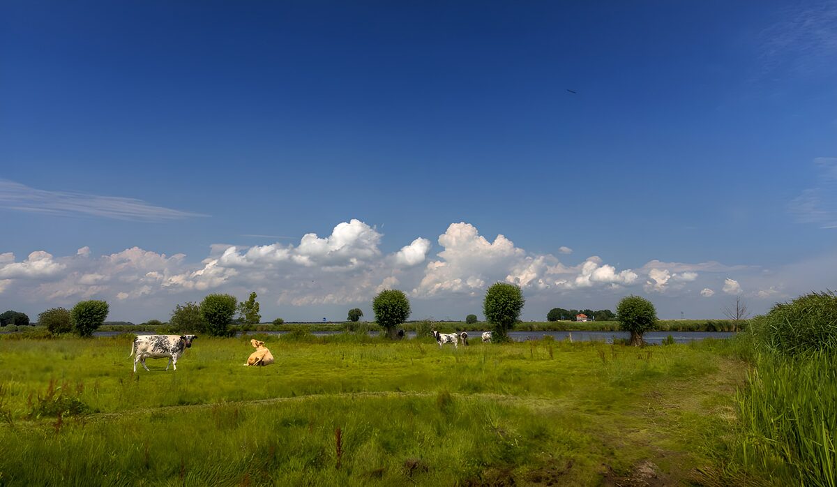 CW8042925: Een rustige boerderij in de natuur