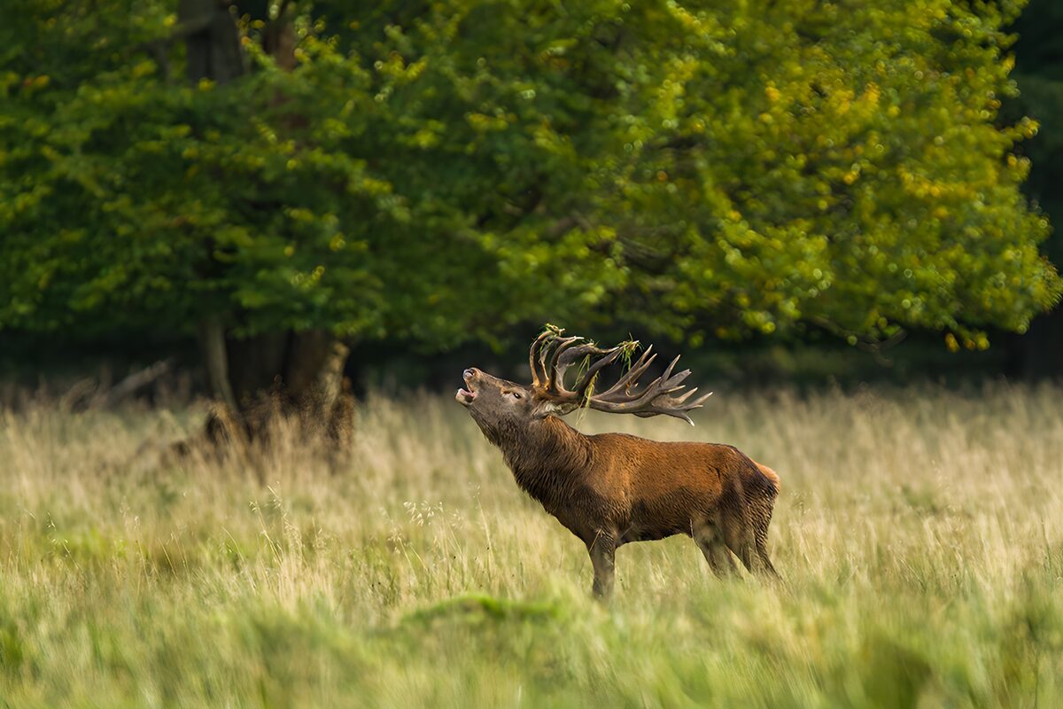 Majestueuze hert in het herfstlandschap