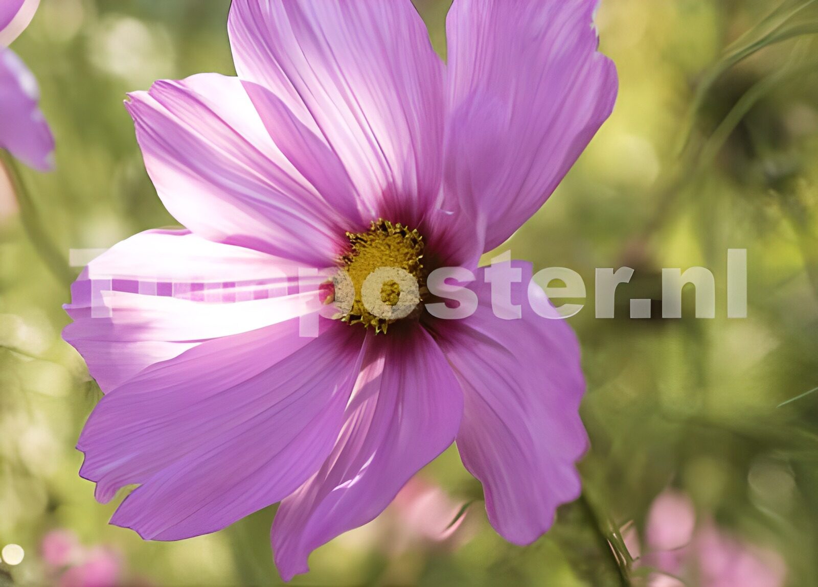 CW3682737: Prachtige paarse bloem in volle bloei
