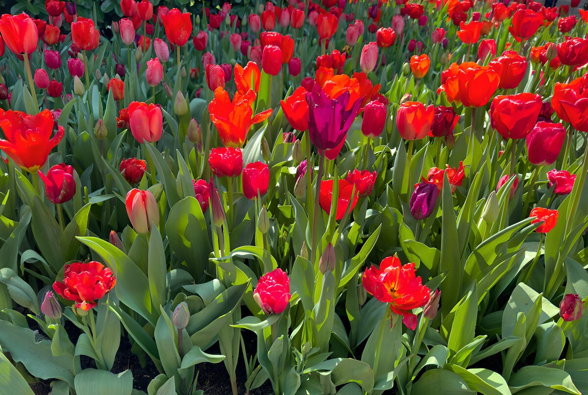 Kleurrijke Lente: Bloeiende Tulpenvelden